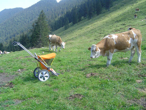 ein Rind auf der Almwiese steht wie verduzt vorm Gogo mit Kind - sammlung von kundenbildern